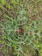 Lactuca sibirica