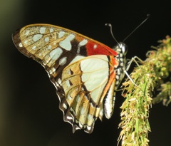Graphium angolanus angolanus
