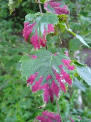 Acalitus longisetosus