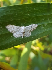 Idaea calunetaria