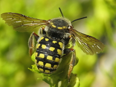 Anthidium loti