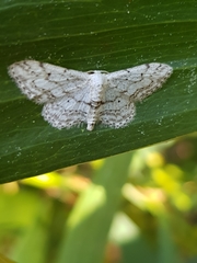 Idaea calunetaria