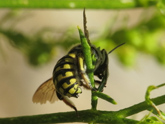 Anthidium loti