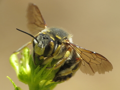 Anthidium loti