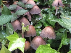 Coprinellus micaceus