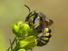 Anthidium loti