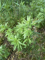 Eupatorium cannabinum