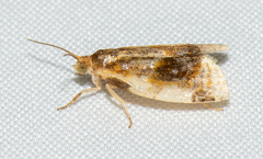 Clepsis melaleucanus