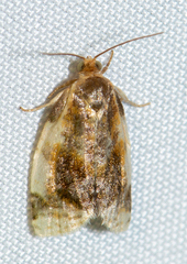 Clepsis melaleucanus