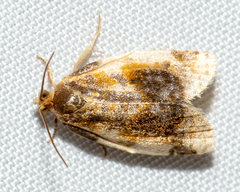 Clepsis melaleucanus