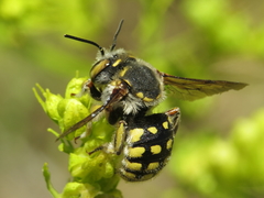 Anthidium loti