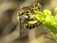 Anthidium loti
