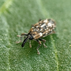 Cosmobaris scolopacea