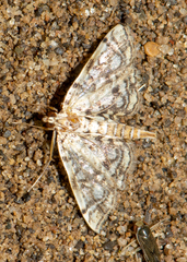 Lygropia rivulalis