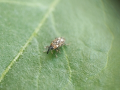 Cosmobaris scolopacea