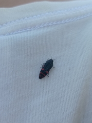 Acmaeodera pulchra