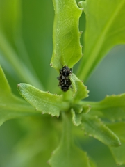 Cosmobaris scolopacea