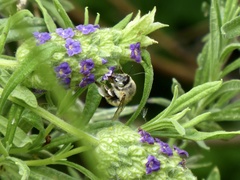 Anthophora quadrimaculata