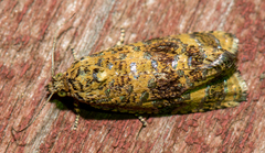 Olethreutes ferrolineana