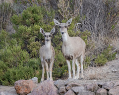 Hippocamelus antisensis