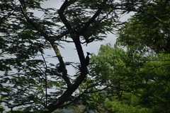 Dryocopus lineatus
