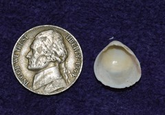 Laevicardium mortoni