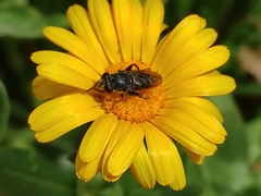 Asemosyrphus