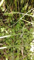 Leptostigma setulosum