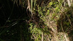 Leptostigma setulosum