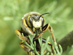Anthidium loti