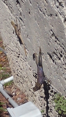 Agama picticauda image