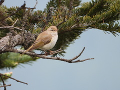 Phylloscopus bonelli