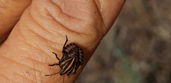 Graphosoma lineatum siciliensis