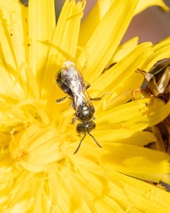 Lasioglossum leucopus