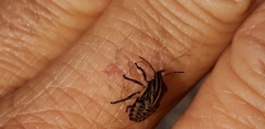 Graphosoma lineatum siciliensis