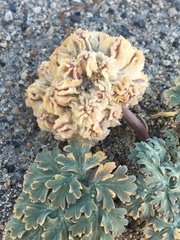 Cymopterus globosus