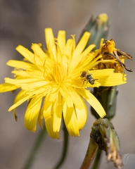 Lasioglossum leucopus