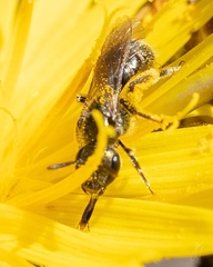 Lasioglossum leucopus