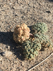 Cymopterus globosus