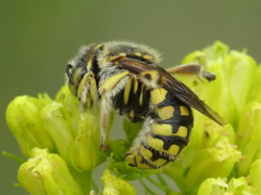 Anthidium loti