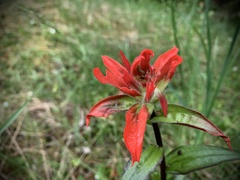 Castilleja miniata dixonii