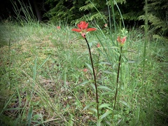 Castilleja miniata dixonii