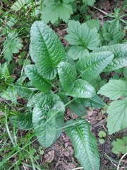 Betonica officinalis