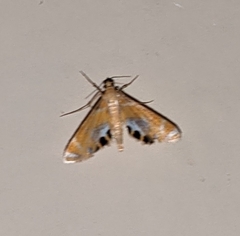 Nymphicula