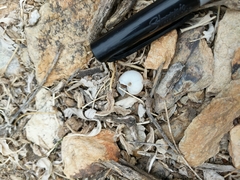 Sonorella allynsmithi