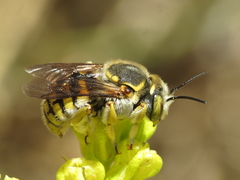 Anthidium loti