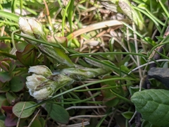 Antennaria dioica