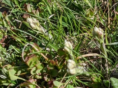 Antennaria dioica