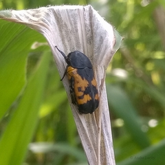Gametoides sanguinolenta