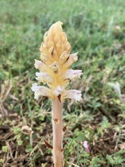 Orobanche picridis